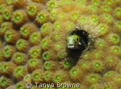 Spinyhead blenny - always so curious. by Tanya Browne 